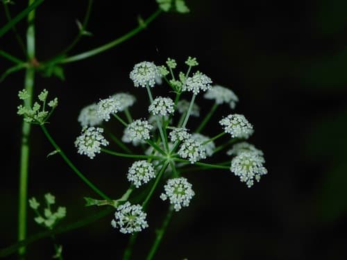 Nondo (Ligusticum canadense)