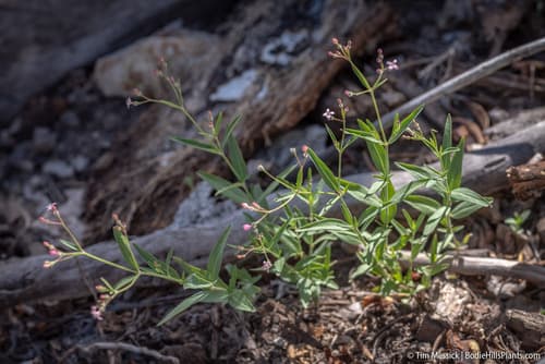 Milk Kelloggia (Kelloggia galioides)