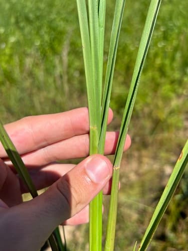Florida Paspalum (Paspalum floridanum)