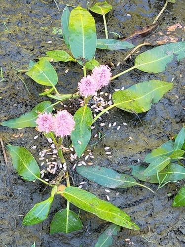 Amphibious Bistort (Persicaria amphibia)
