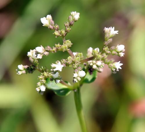 Swamp Hornpod (Mitreola sessilifolia)