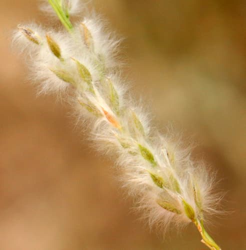 Arizona Cottontop (Digitaria californica)