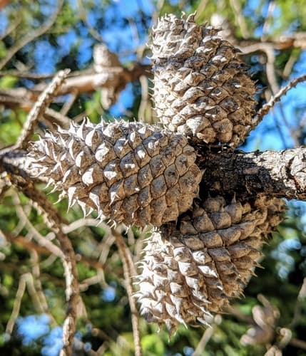 Bishop pine (Pinus muricata)
