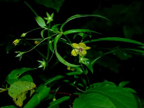 Lanceleaf loosestrife (Lysimachia lanceolata)