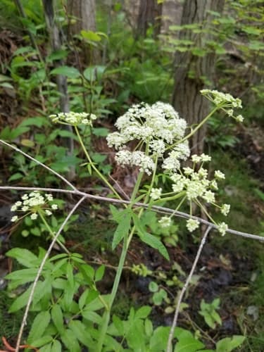 Musquashroot (Cicuta maculata)