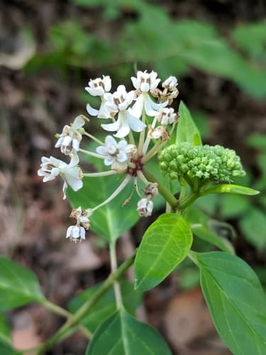 Texas Milkweed (Asclepias texana)