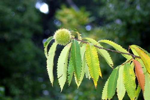 American Chestnut (Castanea dentata)