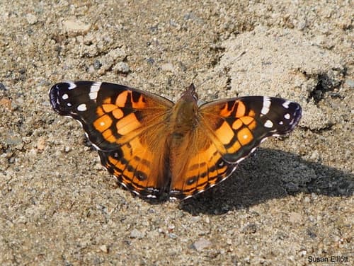 American Lady (Vanessa virginiensis)