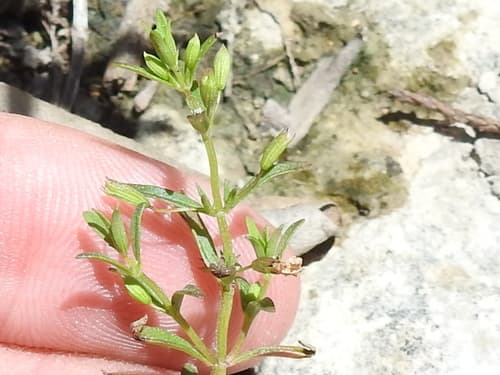 Limestone Wild Basil (Clinopodium arkansanum)