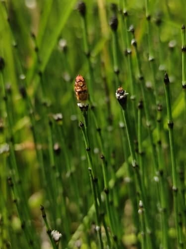 Variegated Horsetail (Equisetum variegatum)