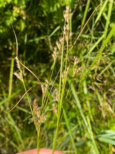 Forked Rush (Juncus dichotomus)