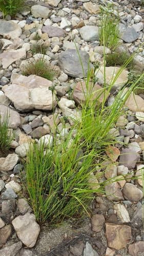 Blackgirdle Bulrush (Scirpus atrocinctus)