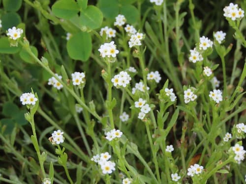 Meadow Popcornflower (Plagiobothrys scouleri)