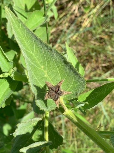 Virginia Saltmarsh-mallow (Kosteletzkya pentacarpos)