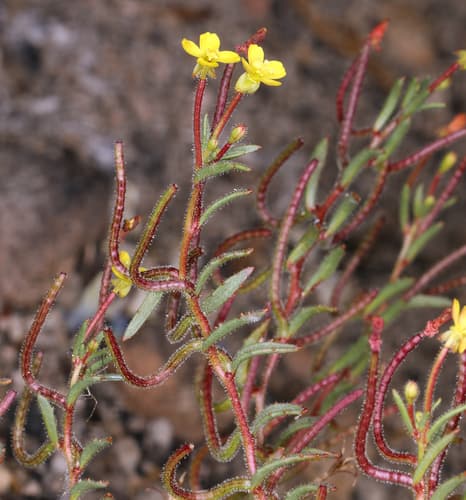 Plains Evening Primrose (Camissonia contorta)