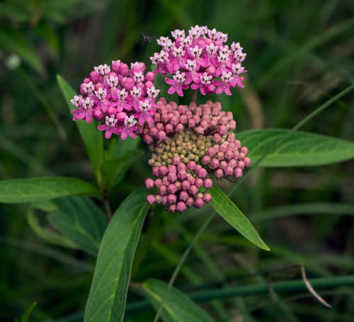 Swamp Milkweed (Asclepias incarnata)