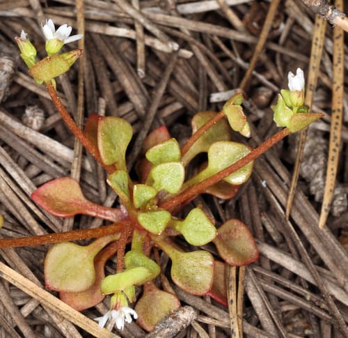 Redstem Springbeauty (Claytonia rubra)