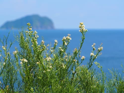 Tall Fleabane (Conyza bonariensis)