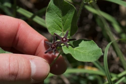Purple Milkweed Vine (Matelea biflora)
