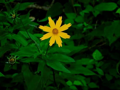 Star Tickseed (Coreopsis pubescens)