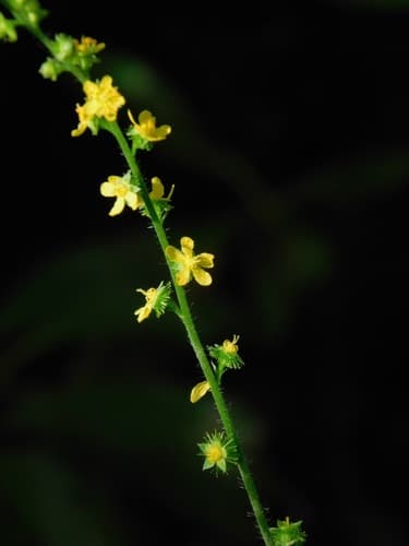 Common Agrimony (Agrimonia gryposepala)