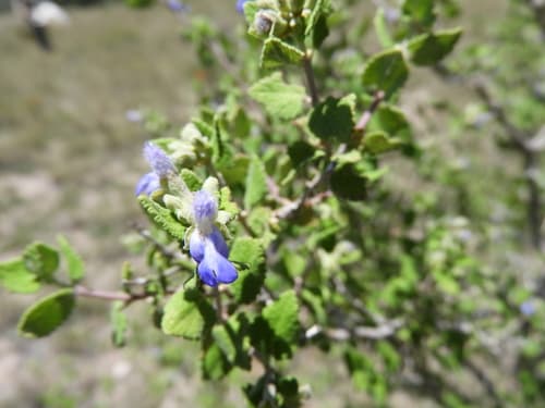 Shrubby Blue Sage (Salvia ballotiflora)