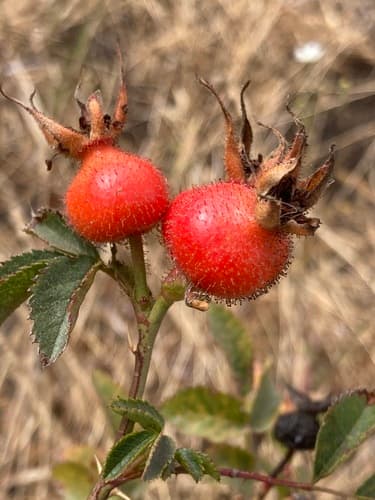 Ground rose (Rosa spithamea)