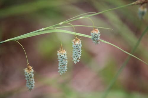 Clustered Sedge (Carex glaucescens)