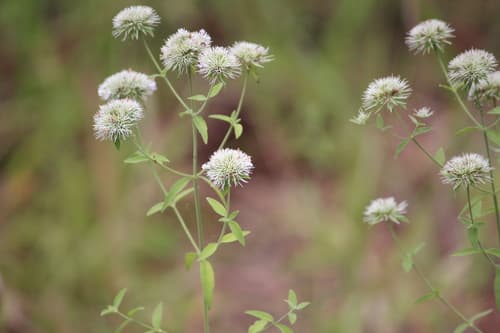 Appalachian Mountainmint (Pycnanthemum flexuosum)