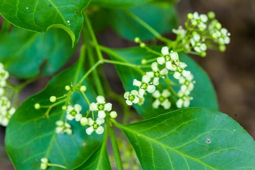 Climbing euonymus (Euonymus fortunei)
