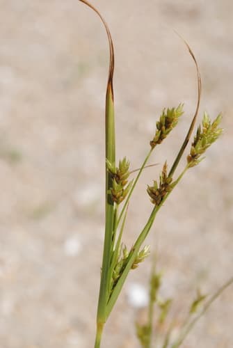 Schweinitz's Flatsedge (Cyperus schweinitzii)