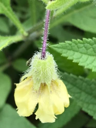 Dwarf Groundcherry (Physalis pumila)