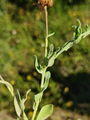 Lazy Daisy (Aphanostephus skirrhobasis)