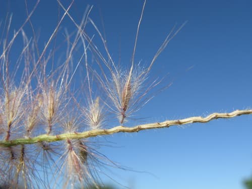 Fountain grass (Cenchrus setaceus)