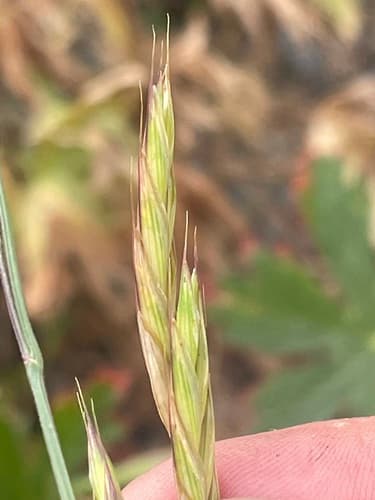 Mountain Brome (Bromus marginatus)