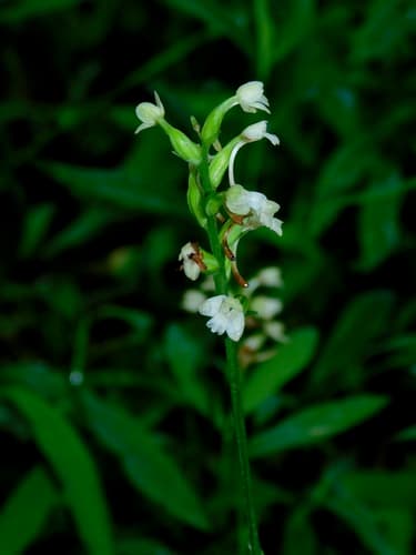 Small Green Wood Orchid (Platanthera clavellata)