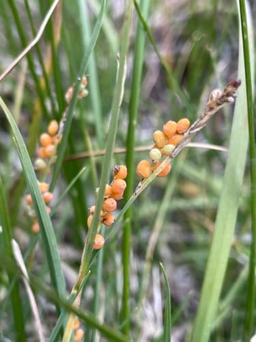 Golden Sedge (Carex aurea)