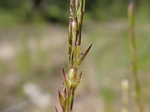 Slender Hairgrass (Deschampsia elongata)