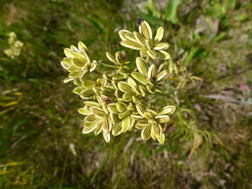 Fernleaf Desert-Parsley (Lomatium dissectum)
