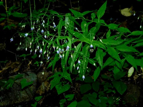 Appalachian Bellflower (Campanula divaricata)