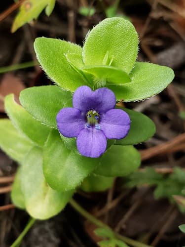 Blue Waterhyssop (Bacopa caroliniana)