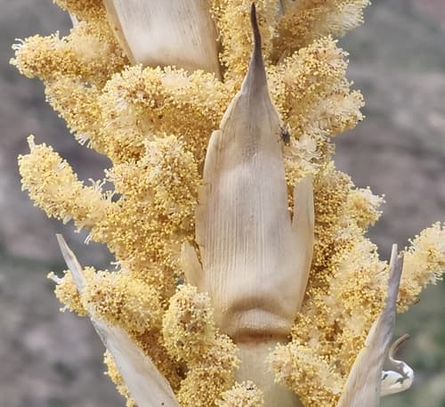 Common Sotol (Dasylirion wheeleri)