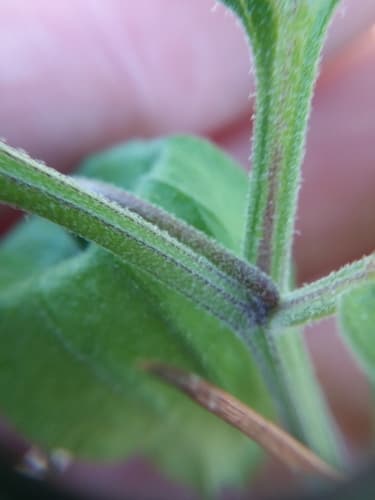Walter's Groundcherry (Physalis walteri)