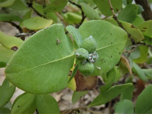 White Honeysuckle (Lonicera albiflora)