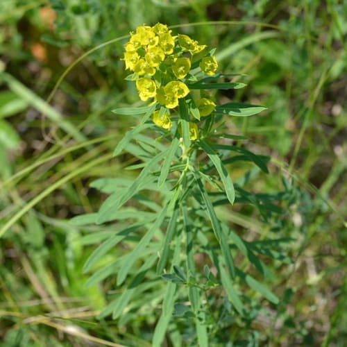 Leafy Spurge (Euphorbia esula)