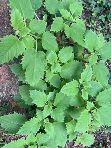 Clammy Ground-cherry (Physalis heterophylla)