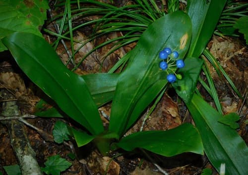 Speckle Wood-lily (Clintonia umbellulata)