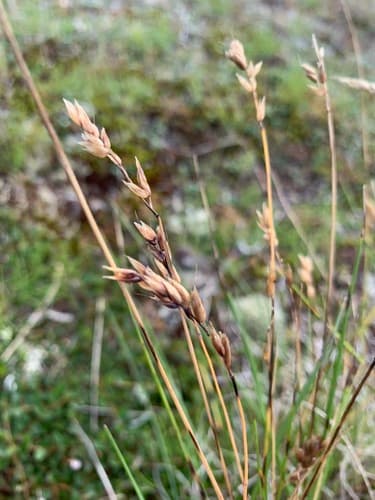 Alpine Sweetgrass (Anthoxanthum monticola)