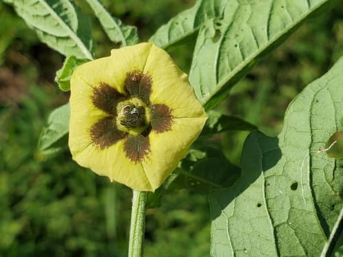 Common Ground-cherry (Physalis longifolia)