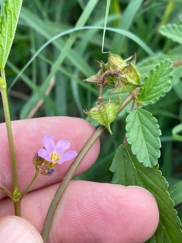 Pyramid Flower (Melochia pyramidata)